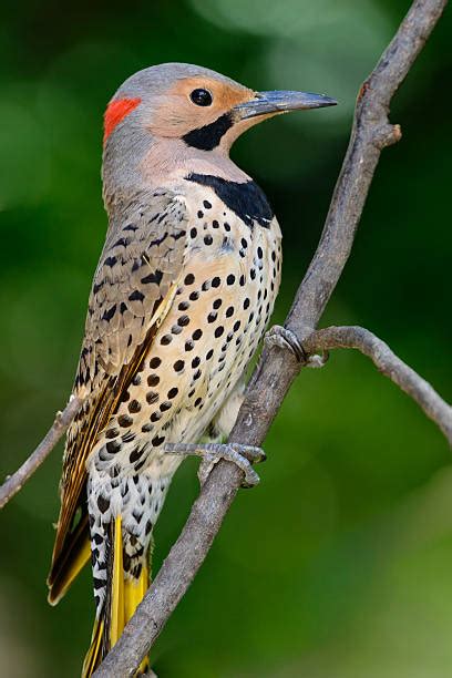 wah wah wah its and indescribable bird - cannot tell u